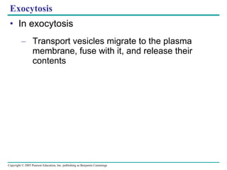Exocytosis In exocytosis Transport vesicles migrate to the plasma membrane, fuse with it, and release their contents 