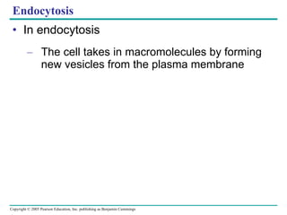 Endocytosis In endocytosis The cell takes in macromolecules by forming new vesicles from the plasma membrane 