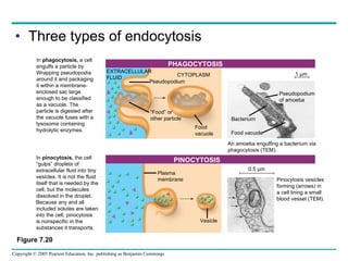 Three types of endocytosis In  phagocytosis,  a cell engulfs a particle by  Wrapping pseudopodia  around it and packaging  it within a membrane- enclosed sac large  enough to be classified  as a vacuole. The  particle is digested after  the vacuole fuses with a  lysosome containing  hydrolytic enzymes.  Figure 7.20 PHAGOCYTOSIS EXTRACELLULAR FLUID Pseudopodium CYTOPLASM “ Food” or  other particle Food vacuole 1 µm Pseudopodium of amoeba Bacterium Food vacuole An amoeba engulfing a bacterium via phagocytosis (TEM). PINOCYTOSIS Pinocytosis vesicles forming (arrows) in a cell lining a small blood vessel (TEM). 0.5 µm In  pinocytosis,  the cell  “ gulps” droplets of  extracellular fluid into tiny vesicles. It is not the fluid itself that is needed by the  cell, but the molecules  dissolved in the droplet.  Because any and all  included solutes are taken  into the cell, pinocytosis is nonspecific in the  substances it transports. Plasma membrane Vesicle 
