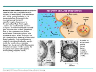 0.25 µm RECEPTOR-MEDIATED ENDOCYTOSIS Receptor Ligand Coat protein Coated pit Coated vesicle A coated pit and a coated vesicle formed during receptor- mediated endocytosis (TEMs). Plasma membrane Coat protein Receptor-mediated endocytosis  enables the  cell to acquire bulk quantities of specific  substances, even though those substances  may not be very concentrated in the  extracellular fluid. Embedded in the  membrane are proteins with  specific receptor sites exposed to  the extracellular fluid. The receptor proteins are usually already clustered  in regions of the membrane called coated  pits, which are lined on their cytoplasmic  side by a fuzzy layer of coat proteins.  Extracellular substances (ligands) bind  to these receptors. When binding occurs,  the coated pit forms a vesicle containing the  ligand molecules. Notice that there are  relatively more bound molecules (purple)  inside the vesicle, other molecules  (green) are also present. After this ingested  material is liberated from the vesicle, the  receptors are recycled to the plasma  membrane by the same vesicle. 