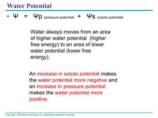 Water Potential Ψ   =  Ψ p  (pressure potential)  +  Ψ s  (solute potential) Water always moves from an area of higher water potential  (higher free energy) to an area of lower water potential (lower free energy). An  increase in solute potential  makes the  water potential more negative  and an  increase in pressure potential  makes the  water potential more positive. 