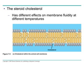 The steroid cholesterol Has different effects on membrane fluidity at different temperatures Figure 7.5  (c) Cholesterol within the animal cell membrane Cholesterol 