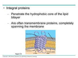 Integral proteins Penetrate the hydrophobic core of the lipid bilayer Are often transmembrane proteins, completely spanning the membrane EXTRACELLULAR SIDE Figure 7.8 N-terminus C-terminus    Helix CYTOPLASMIC SIDE 