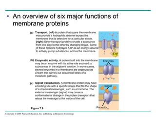 An overview of six major functions of membrane proteins Figure 7.9  Transport. (left)  A protein that spans the membrane may provide a hydrophilic channel across the membrane that is selective for a particular solute. (right)  Other transport proteins shuttle a substance from one side to the other by changing shape. Some of these proteins hydrolyze ATP as an energy ssource to actively pump substances  across the membrane. Enzymatic activity.  A protein built into the membrane may be an enzyme with its active site exposed to substances in the adjacent solution. In some cases, several enzymes in a membrane are organized as a team that carries out sequential steps of a metabolic pathway. Signal transduction.  A membrane protein may have a binding site with a specific shape that fits the shape of a chemical messenger, such as a hormone. The external messenger (signal) may cause a conformational change in the protein (receptor) that relays the message to the inside of the cell. (a) (b) (c) ATP Enzymes Signal Receptor 