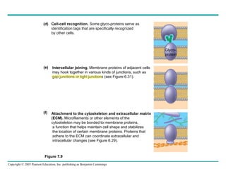 Cell-cell recognition.  Some glyco-proteins serve as  identification tags that are specifically recognized  by other cells.  Intercellular joining.  Membrane proteins of adjacent cells may hook together in various kinds of junctions, such as gap junctions or tight junctions (see Figure 6.31). Attachment to the cytoskeleton and extracellular matrix (ECM).  Microfilaments or other elements of the cytoskeleton may be bonded to membrane proteins, a function that helps maintain cell shape and stabilizes the location of certain membrane proteins. Proteins that adhere to the ECM can coordinate extracellular and intracellular changes (see Figure 6.29). (d) (e) (f) Glyco- protein Figure 7.9  