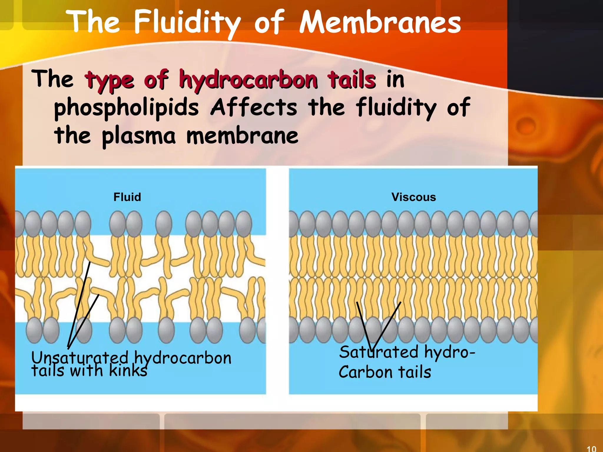 The type of hydrocarbon tailstype of hydrocarbon tails in
phospholipids Affects the fluidity of
the plasma membrane
Fluid Viscous
Unsaturated hydrocarbon
tails with kinks
Saturated hydro-
Carbon tails
The Fluidity of Membranes
 