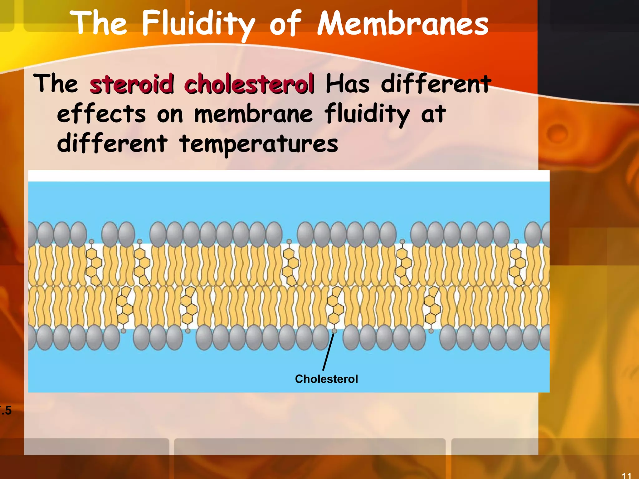The Fluidity of Membranes
The steroid cholesterolsteroid cholesterol Has different
effects on membrane fluidity at
different temperatures
7.5
Cholesterol
 
