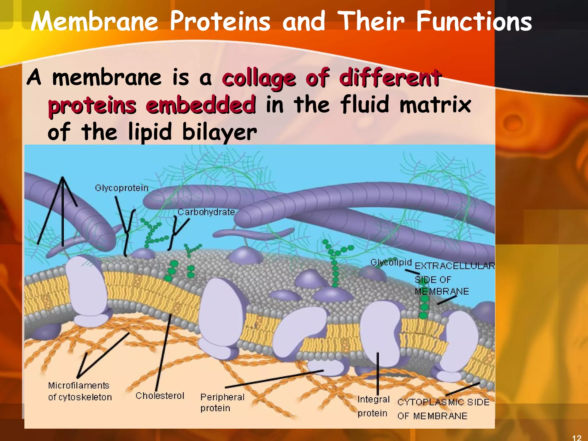 Membrane Proteins and Their Functions
A membrane is a collage of differentcollage of different
proteins embeddedproteins embedded in the fluid matrix
of the lipid bilayer
Fibers of
extracellular
matrix (ECM)
 