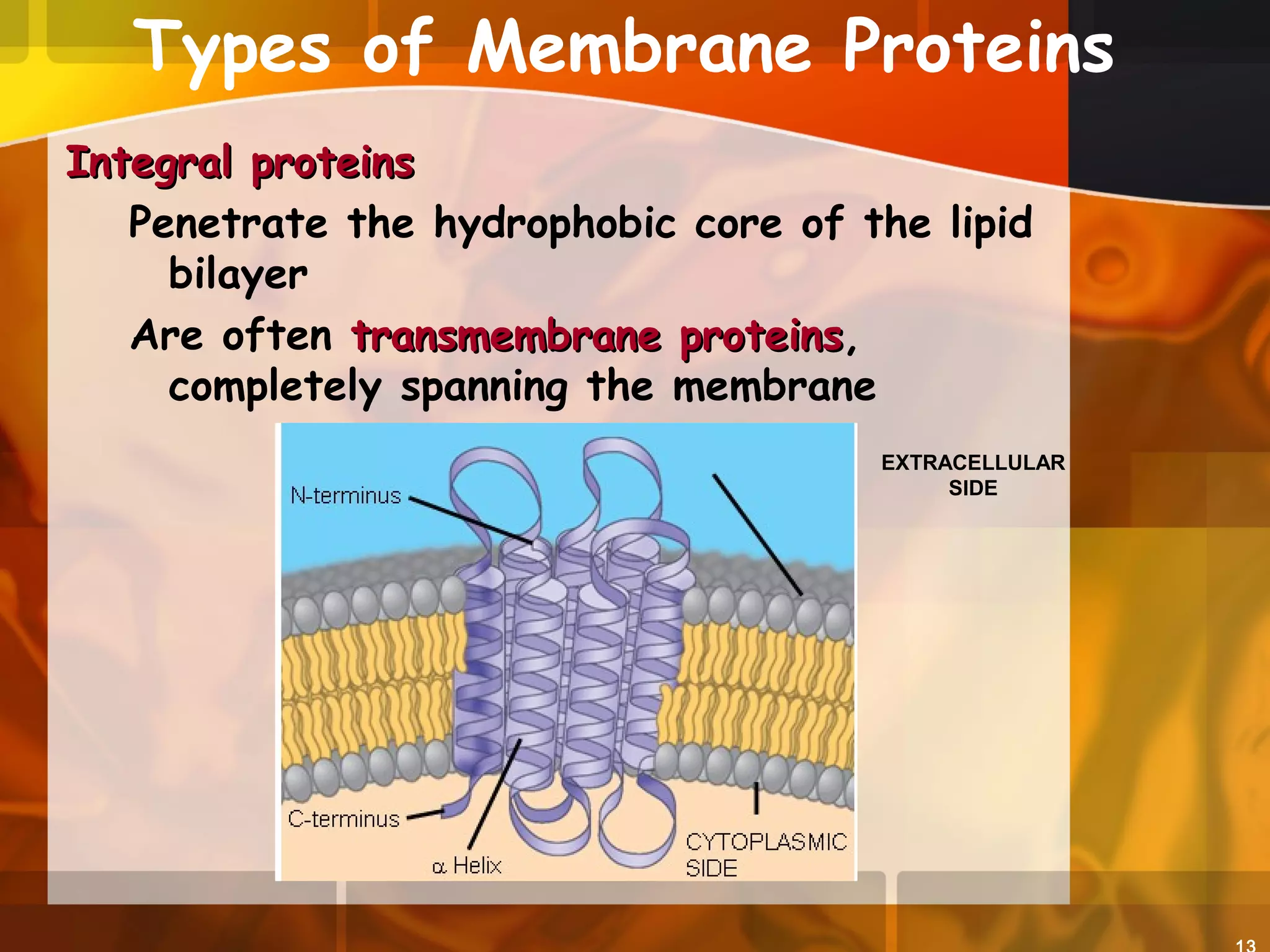 Types of Membrane Proteins
Integral proteinsIntegral proteins
Penetrate the hydrophobic core of the lipid
bilayer
Are often transmembrane proteinstransmembrane proteins,
completely spanning the membrane
EXTRACELLULAR
SIDE
 