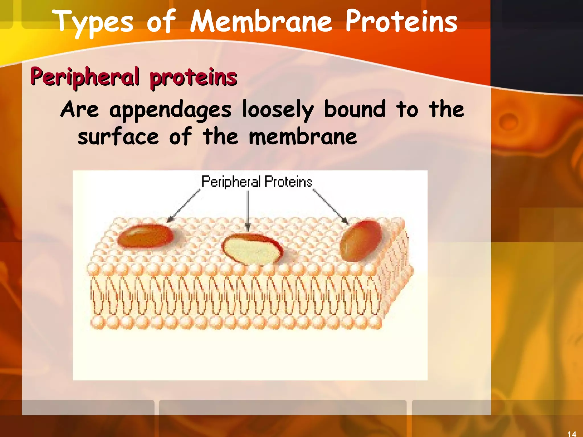 Types of Membrane Proteins
Peripheral proteinsPeripheral proteins
Are appendages loosely bound to the
surface of the membrane
 