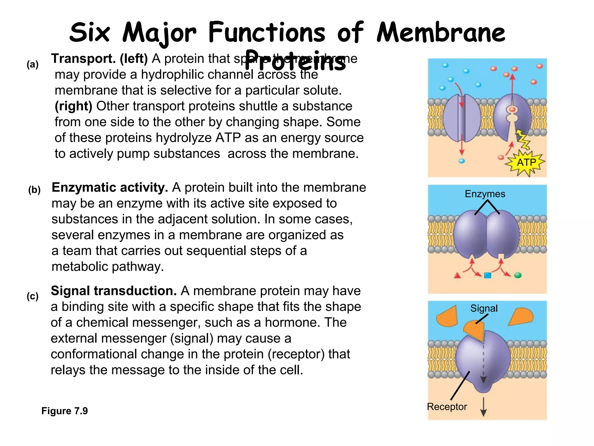 Six Major Functions of Membrane
Proteins
Figure 7.9
Transport. (left) A protein that spans the membrane
may provide a hydrophilic channel across the
membrane that is selective for a particular solute.
(right) Other transport proteins shuttle a substance
from one side to the other by changing shape. Some
of these proteins hydrolyze ATP as an energy source
to actively pump substances across the membrane.
Enzymatic activity. A protein built into the membrane
may be an enzyme with its active site exposed to
substances in the adjacent solution. In some cases,
several enzymes in a membrane are organized as
a team that carries out sequential steps of a
metabolic pathway.
Signal transduction. A membrane protein may have
a binding site with a specific shape that fits the shape
of a chemical messenger, such as a hormone. The
external messenger (signal) may cause a
conformational change in the protein (receptor) that
relays the message to the inside of the cell.
(a)
(b)
(c)
ATP
Enzymes
Signal
Receptor
 