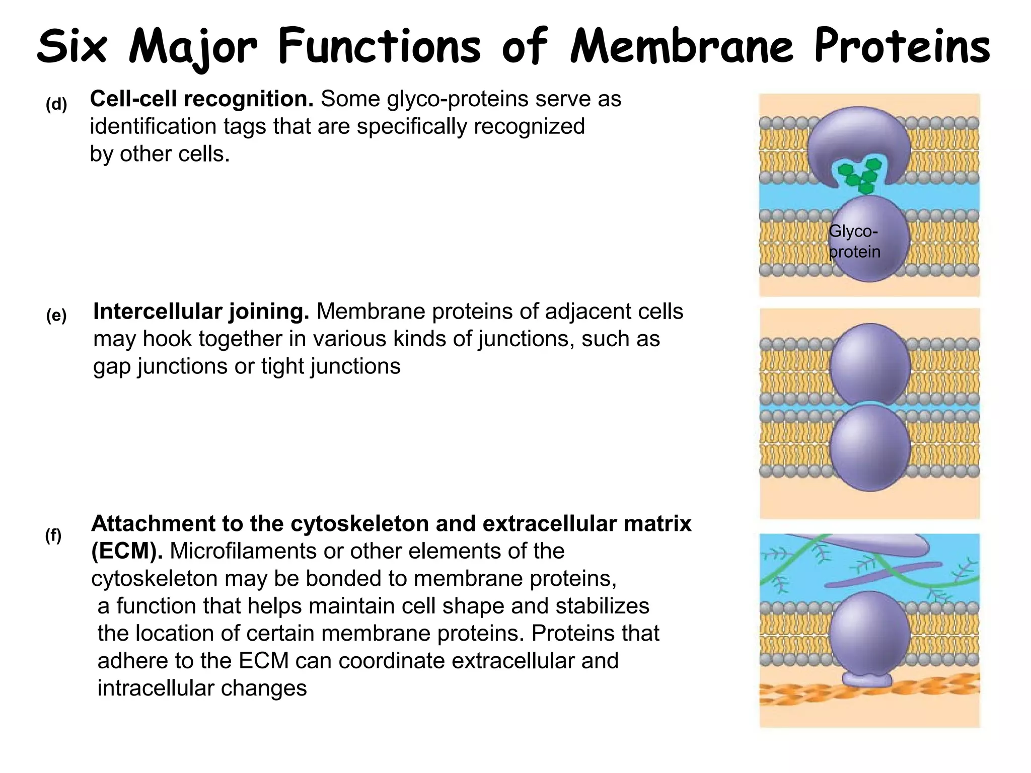 Cell-cell recognition. Some glyco-proteins serve as
identification tags that are specifically recognized
by other cells.
Intercellular joining. Membrane proteins of adjacent cells
may hook together in various kinds of junctions, such as
gap junctions or tight junctions
Attachment to the cytoskeleton and extracellular matrix
(ECM). Microfilaments or other elements of the
cytoskeleton may be bonded to membrane proteins,
a function that helps maintain cell shape and stabilizes
the location of certain membrane proteins. Proteins that
adhere to the ECM can coordinate extracellular and
intracellular changes
(d)
(e)
(f)
Glyco-
protein
Six Major Functions of Membrane Proteins
 