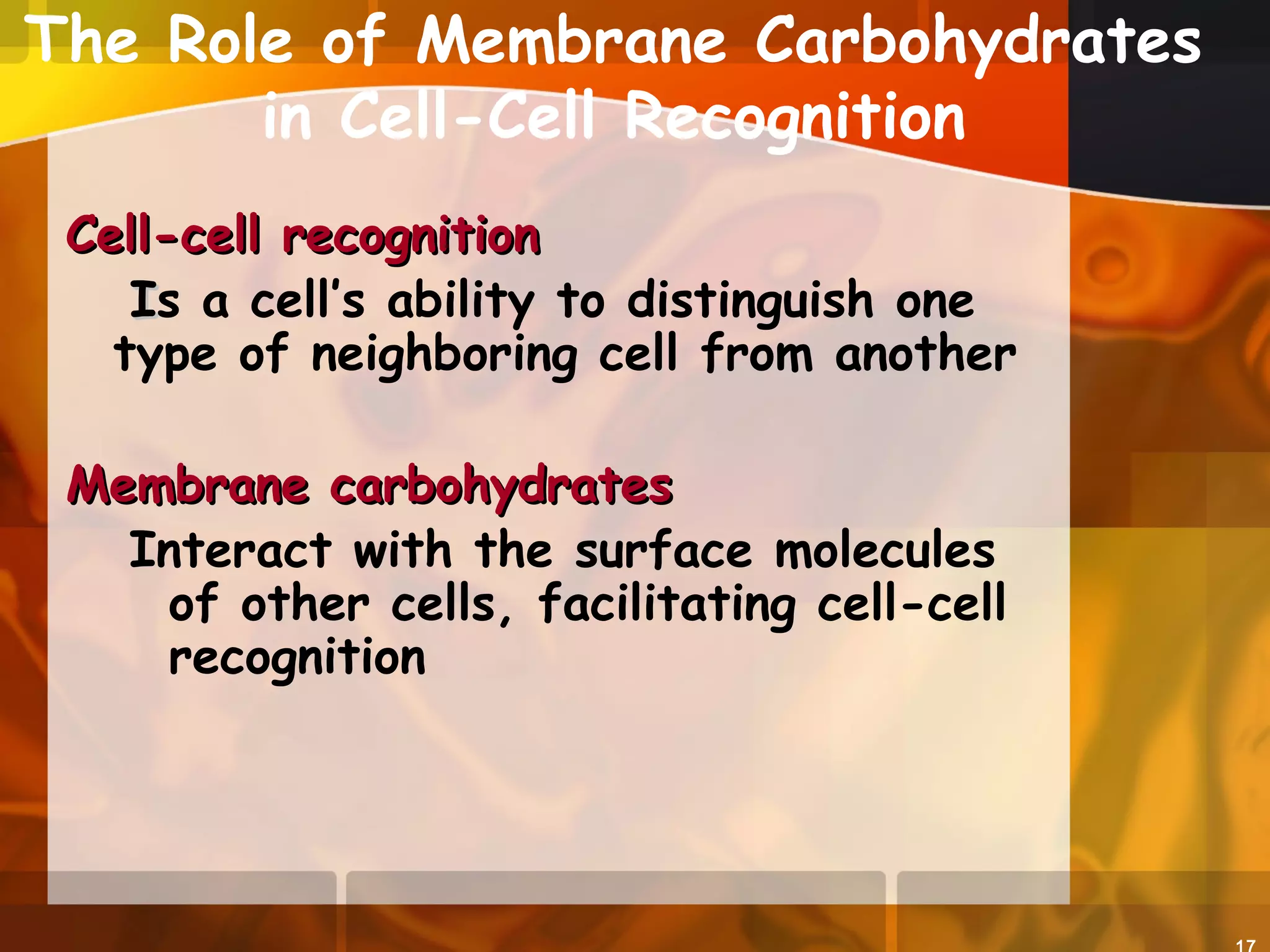 The Role of Membrane Carbohydrates
in Cell-Cell Recognition
Cell-cell recognitionCell-cell recognition
IIs a cell’s ability to distinguish one
type of neighboring cell from another
Membrane carbohydratesMembrane carbohydrates
Interact with the surface molecules
of other cells, facilitating cell-cell
recognition
 