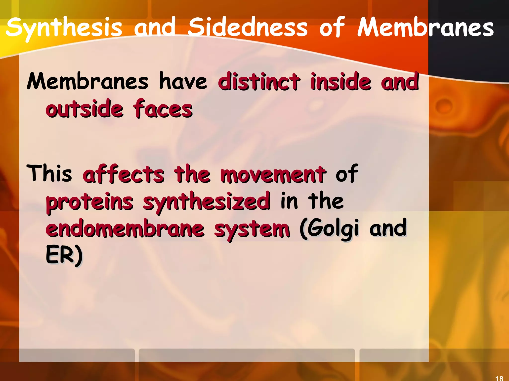 Synthesis and Sidedness of Membranes
Membranes have distinct inside anddistinct inside and
outside facesoutside faces
This affects the movementaffects the movement of
proteins synthesizedproteins synthesized in the
endomembrane systemendomembrane system (Golgi and(Golgi and
ER)ER)
 