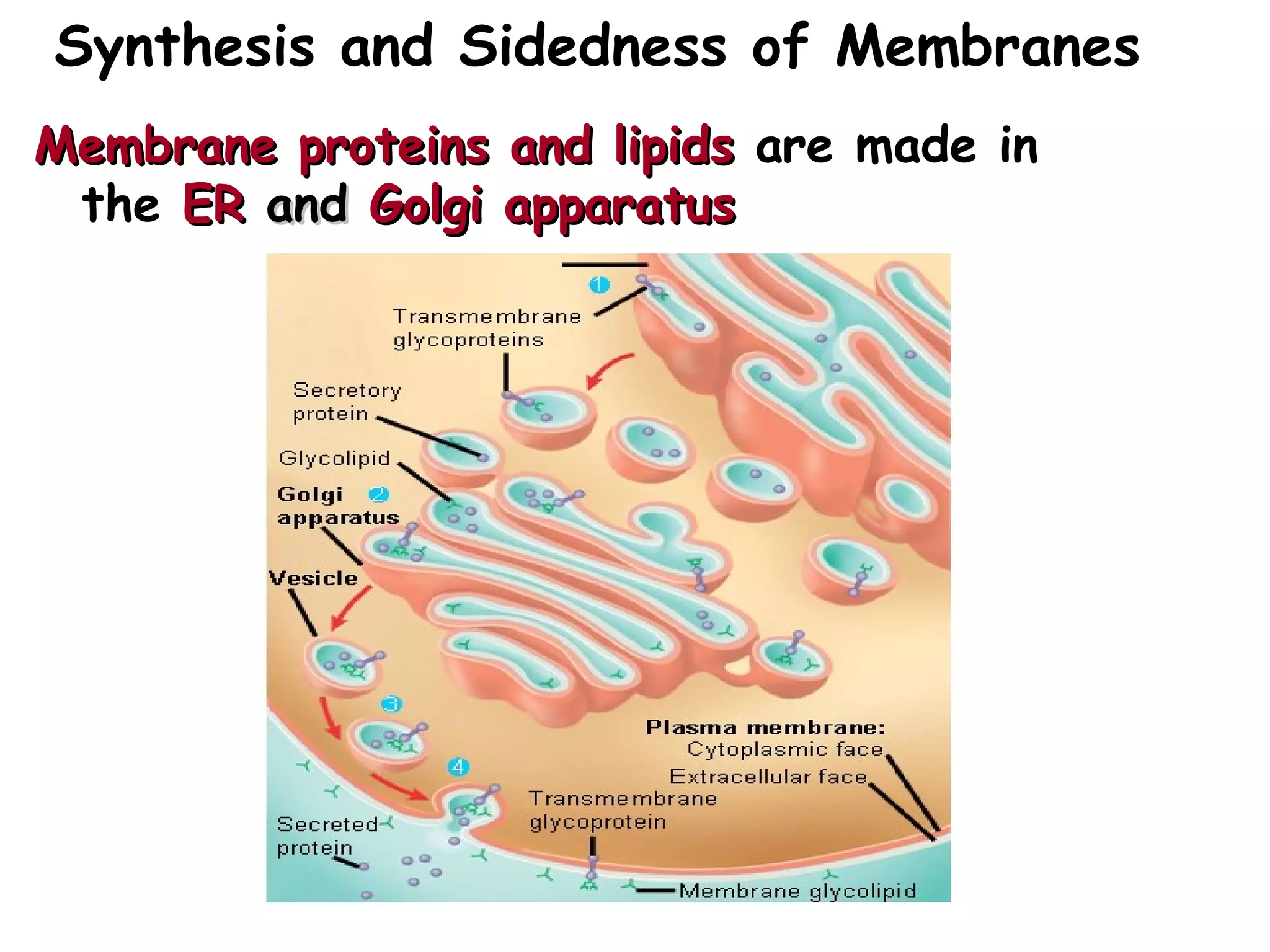Synthesis and Sidedness of Membranes
Membrane proteins and lipidsMembrane proteins and lipids are made in
the ERER andand Golgi apparatusGolgi apparatus
ER
 