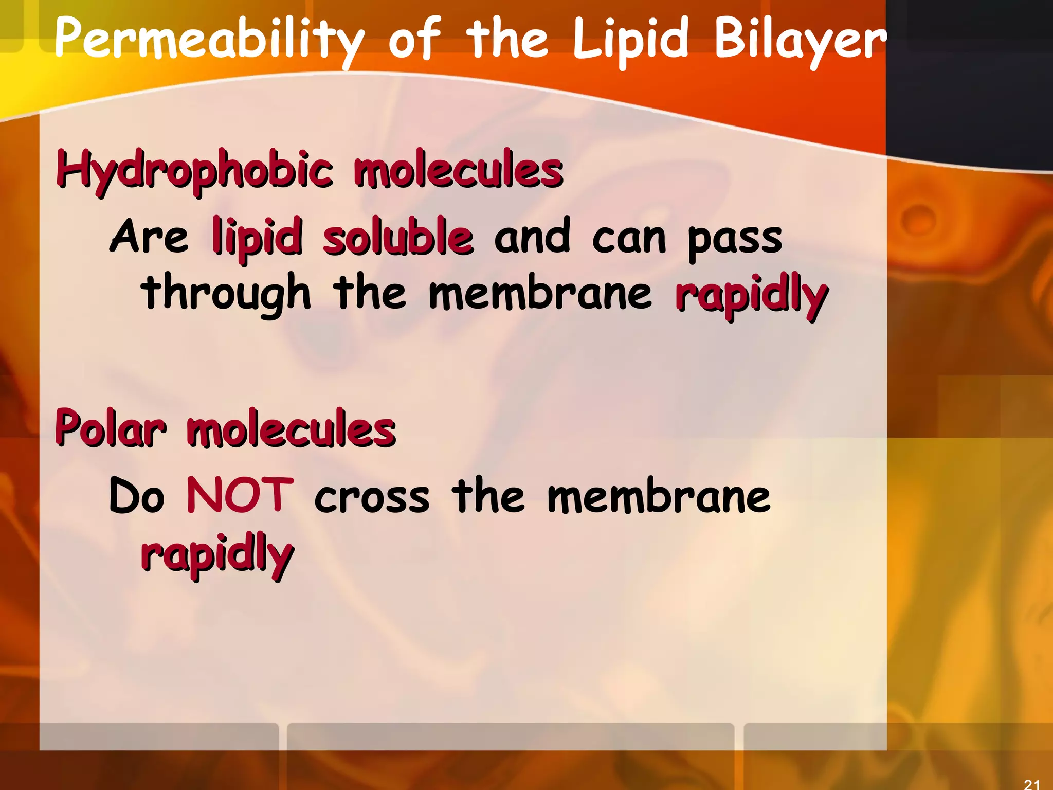 Permeability of the Lipid Bilayer
Hydrophobic moleculesHydrophobic molecules
Are lipid solublelipid soluble and can pass
through the membrane rapidlyrapidly
Polar moleculesPolar molecules
Do NOT cross the membrane
rapidlyrapidly
 