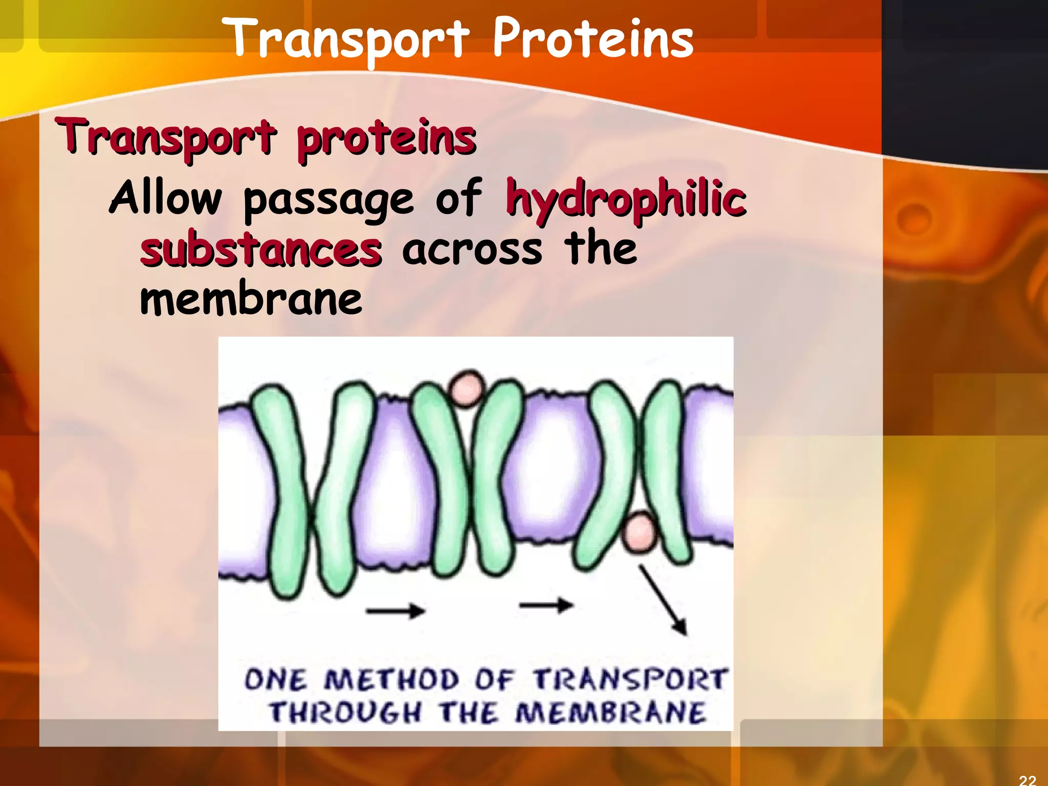 Transport Proteins
Transport proteinsTransport proteins
Allow passage of hydrophilichydrophilic
substancessubstances across the
membrane
 
