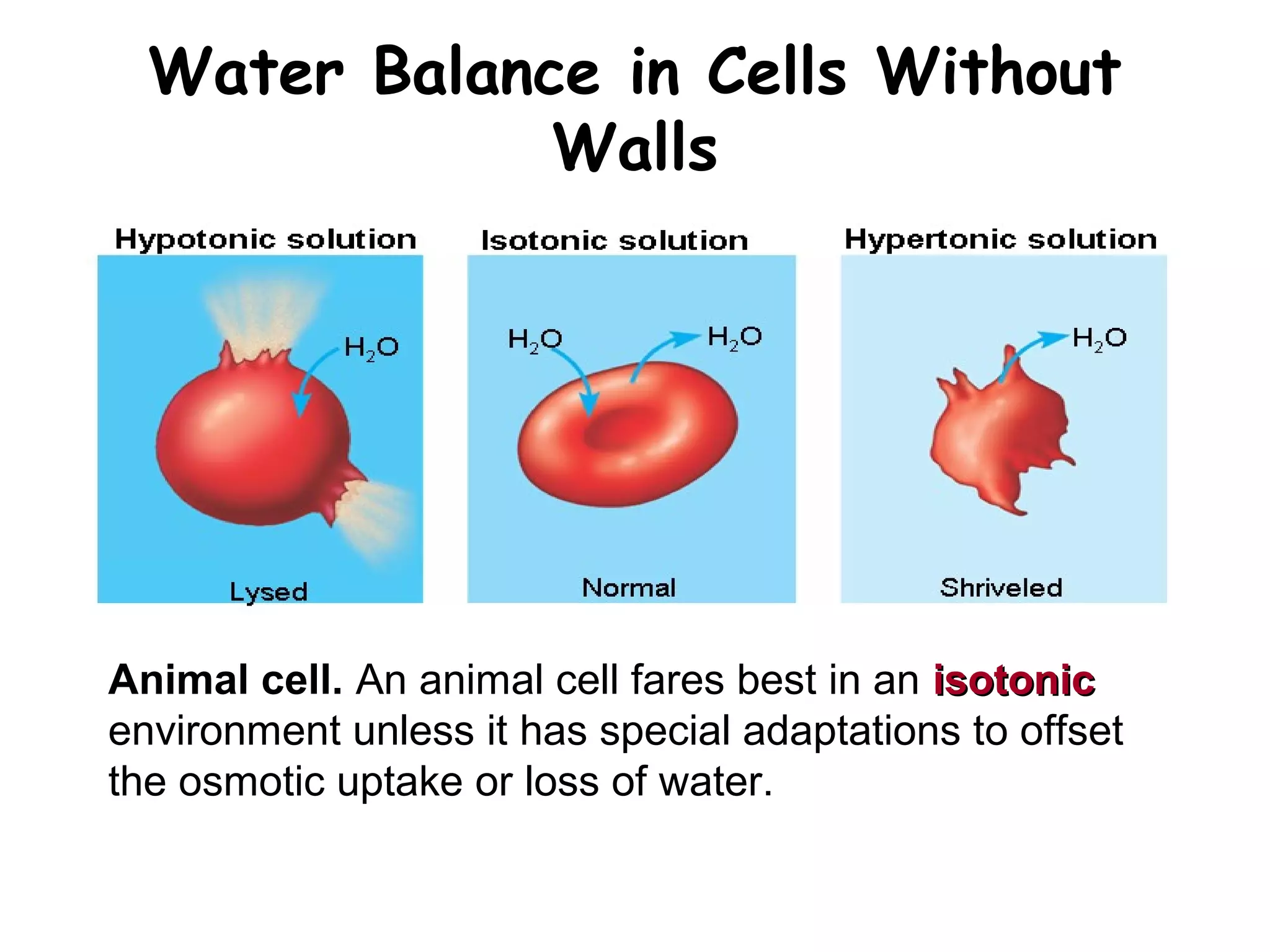 Water Balance in Cells Without
Walls
Animal cell. An animal cell fares best in an isotonicisotonic
environment unless it has special adaptations to offset
the osmotic uptake or loss of water.
 