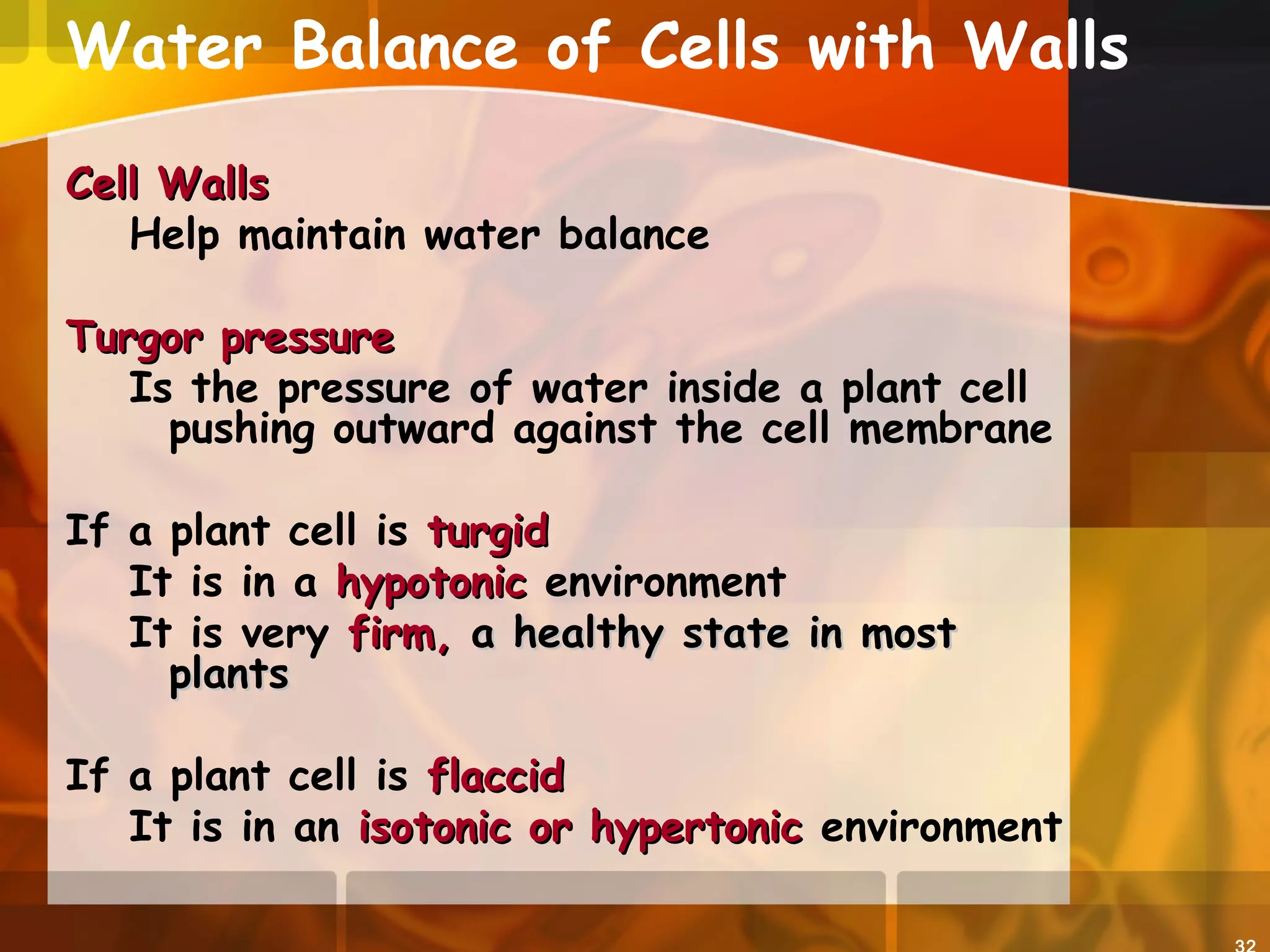 Water Balance of Cells with Walls
Cell WallsCell Walls
Help maintain water balance
Turgor pressureTurgor pressure
Is the pressure of water inside a plant cell
pushing outward against the cell membrane
If a plant cell is turgidturgid
It is in a hypotonichypotonic environment
It is very firm,firm, a healthy state in mosta healthy state in most
plantsplants
If a plant cell is flaccidflaccid
It is in an isotonic or hypertonicisotonic or hypertonic environment
 