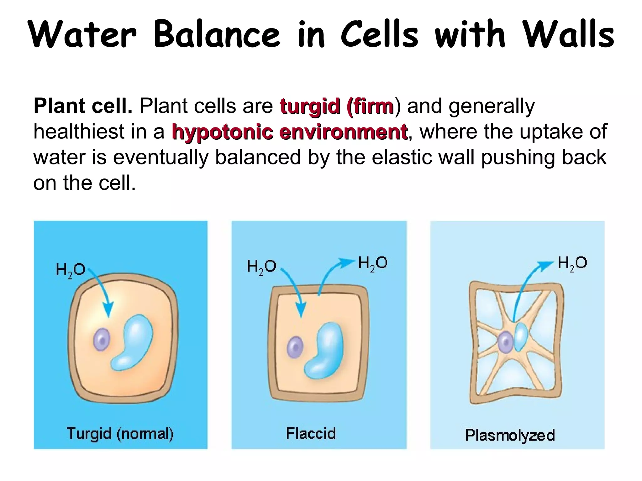 Water Balance in Cells with Walls
Plant cell. Plant cells are turgid (firmturgid (firm) and generally
healthiest in a hypotonic environmenthypotonic environment, where the uptake of
water is eventually balanced by the elastic wall pushing back
on the cell.
 