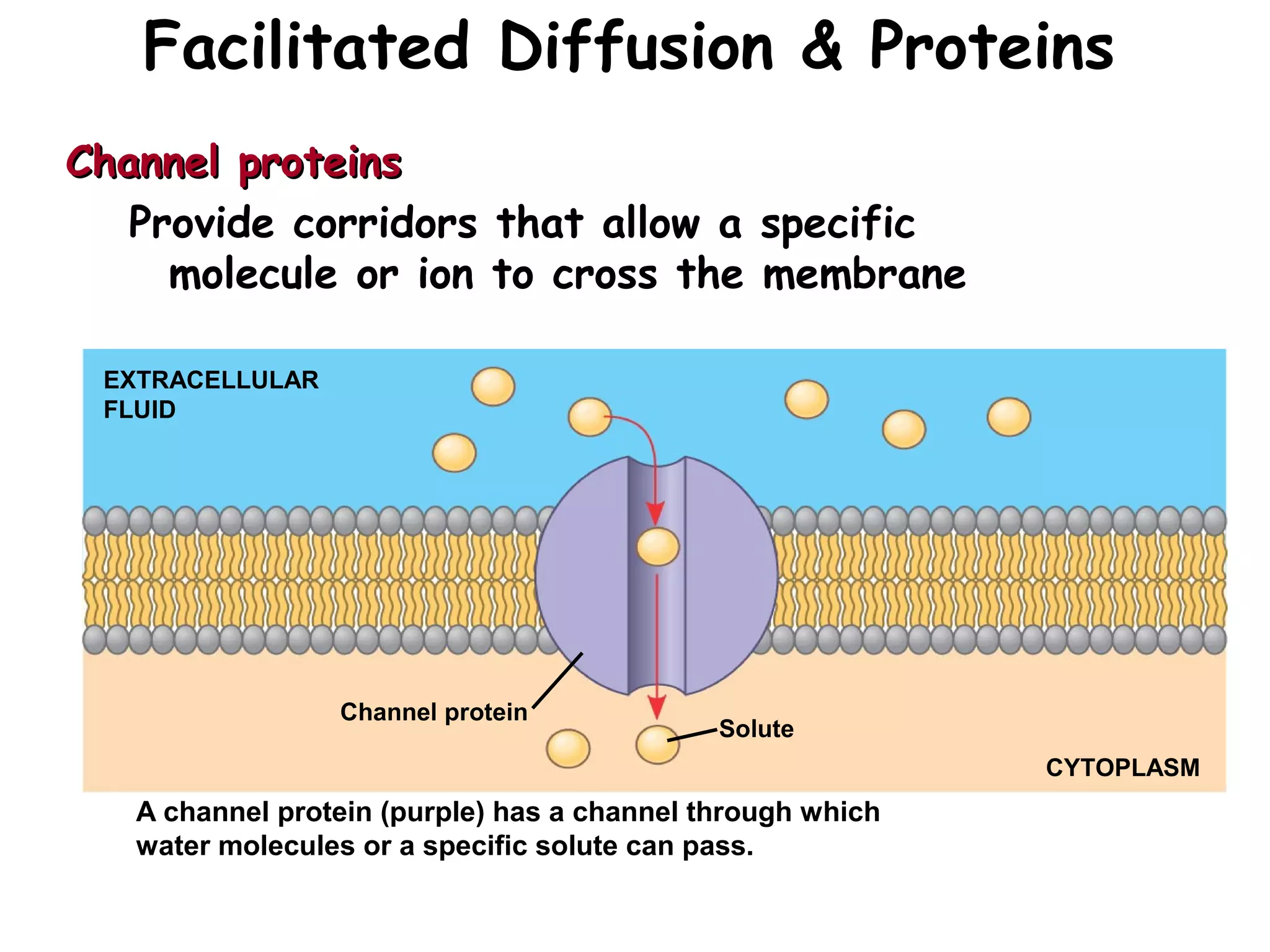 Facilitated Diffusion & Proteins
Channel proteinsChannel proteins
Provide corridors that allow a specific
molecule or ion to cross the membrane
EXTRACELLULAR
FLUID
Channel protein
Solute
CYTOPLASM
A channel protein (purple) has a channel through which
water molecules or a specific solute can pass.
 