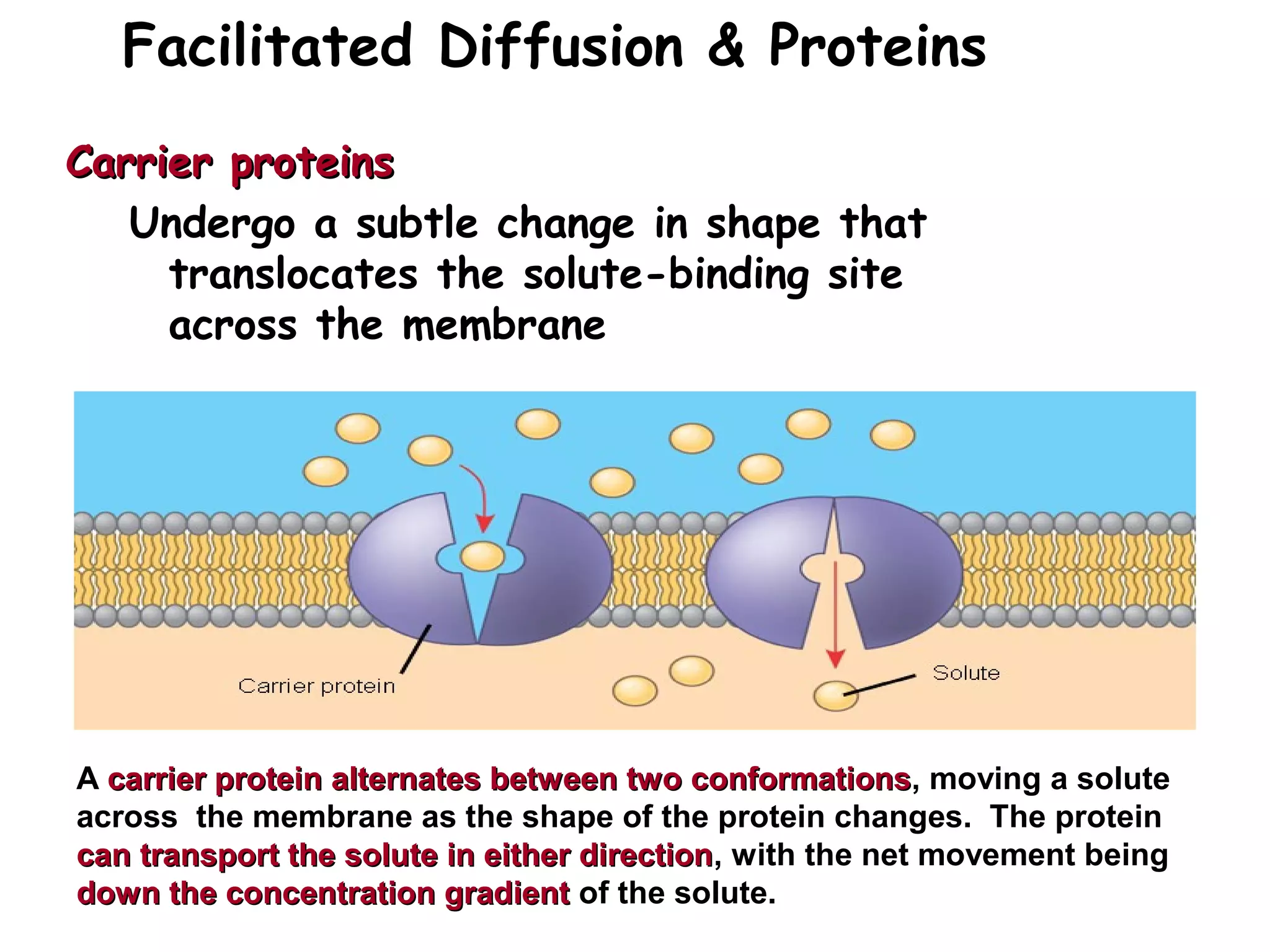 Facilitated Diffusion & Proteins
Carrier proteinsCarrier proteins
Undergo a subtle change in shape that
translocates the solute-binding site
across the membrane
A carrier proteincarrier protein alternates between two conformationsalternates between two conformations, moving a solute
across the membrane as the shape of the protein changes. The protein
can transport the solute in either directioncan transport the solute in either direction, with the net movement being
down the concentration gradientdown the concentration gradient of the solute.
 