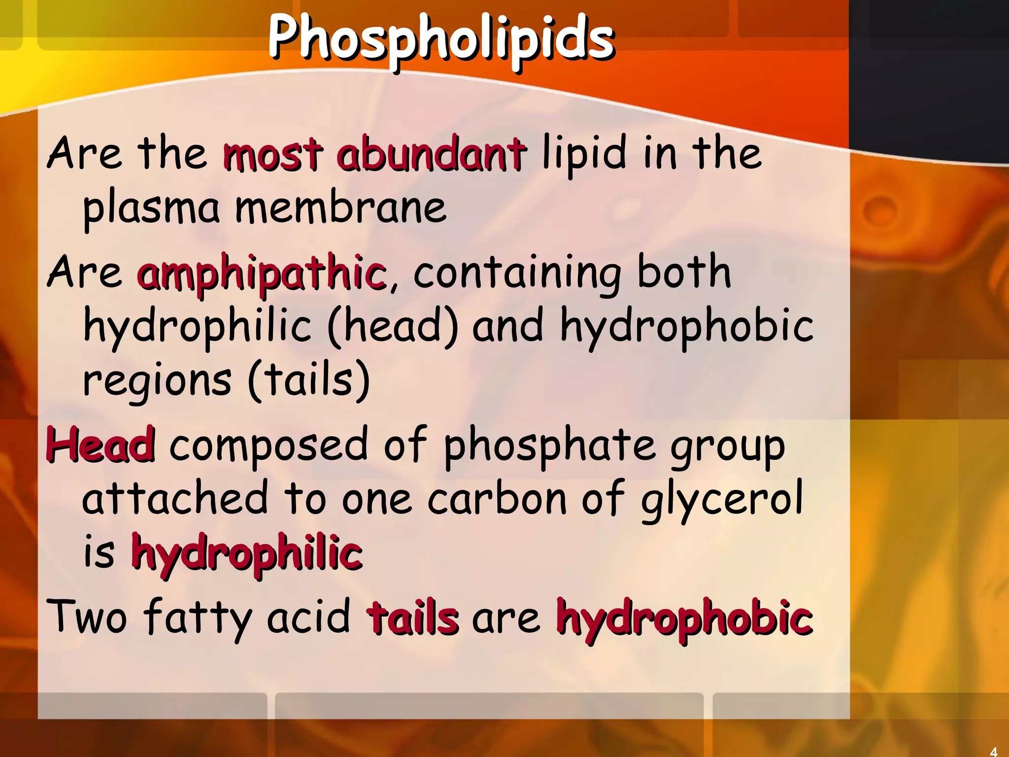 PhospholipidsPhospholipids
Are the most abundantmost abundant lipid in the
plasma membrane
Are amphipathicamphipathic, containing both
hydrophilic (head) and hydrophobic
regions (tails)
HeadHead composed of phosphate group
attached to one carbon of glycerol
is hydrophilichydrophilic
Two fatty acid tailstails are hydrophobichydrophobic
 