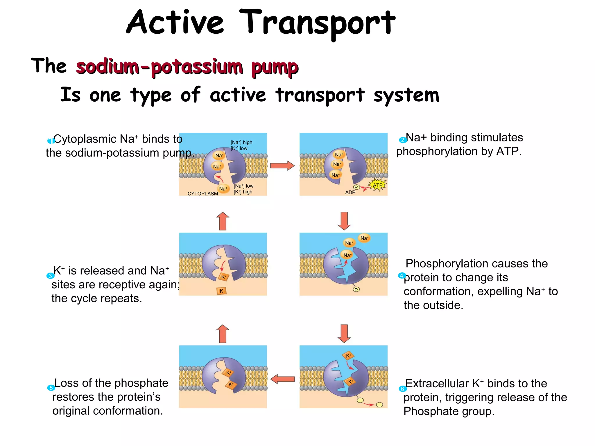 The sodium-potassium pumpsodium-potassium pump
Is one type of active transport system
Active Transport
P
P i
EXTRACELLULAR
FLUID
Na+ binding stimulates
phosphorylation by ATP.
2
Na+
Cytoplasmic Na+
binds to
the sodium-potassium pump.
1
K+
is released and Na+
sites are receptive again;
the cycle repeats.
3
Phosphorylation causes the
protein to change its
conformation, expelling Na+
to
the outside.
4
Extracellular K+
binds to the
protein, triggering release of the
Phosphate group.
6
Loss of the phosphate
restores the protein’s
original conformation.
5
CYTOPLASM
[Na+
] low
[K+
] high
Na+
Na+
Na+
Na+
Na+
P ATP
Na+
Na+
Na+
P
ADP
K+
K+
K+
K+ K+
K+
[Na+
] high
[K+
] low
 