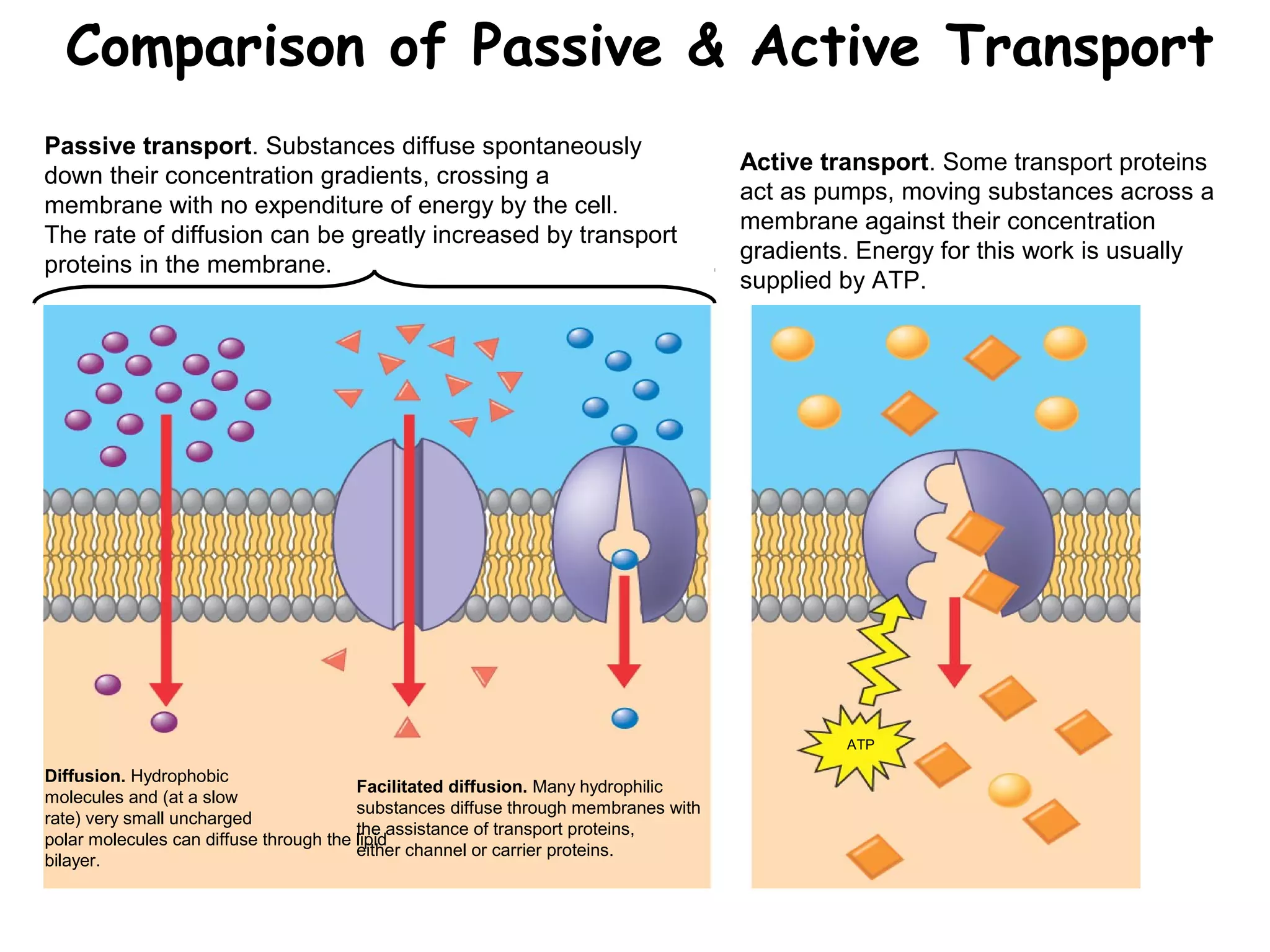 Comparison of Passive & Active Transport
Passive transport. Substances diffuse spontaneously
down their concentration gradients, crossing a
membrane with no expenditure of energy by the cell.
The rate of diffusion can be greatly increased by transport
proteins in the membrane.
Active transport. Some transport proteins
act as pumps, moving substances across a
membrane against their concentration
gradients. Energy for this work is usually
supplied by ATP.
Diffusion. Hydrophobic
molecules and (at a slow
rate) very small uncharged
polar molecules can diffuse through the lipid
bilayer.
Facilitated diffusion. Many hydrophilic
substances diffuse through membranes with
the assistance of transport proteins,
either channel or carrier proteins.
ATP
 