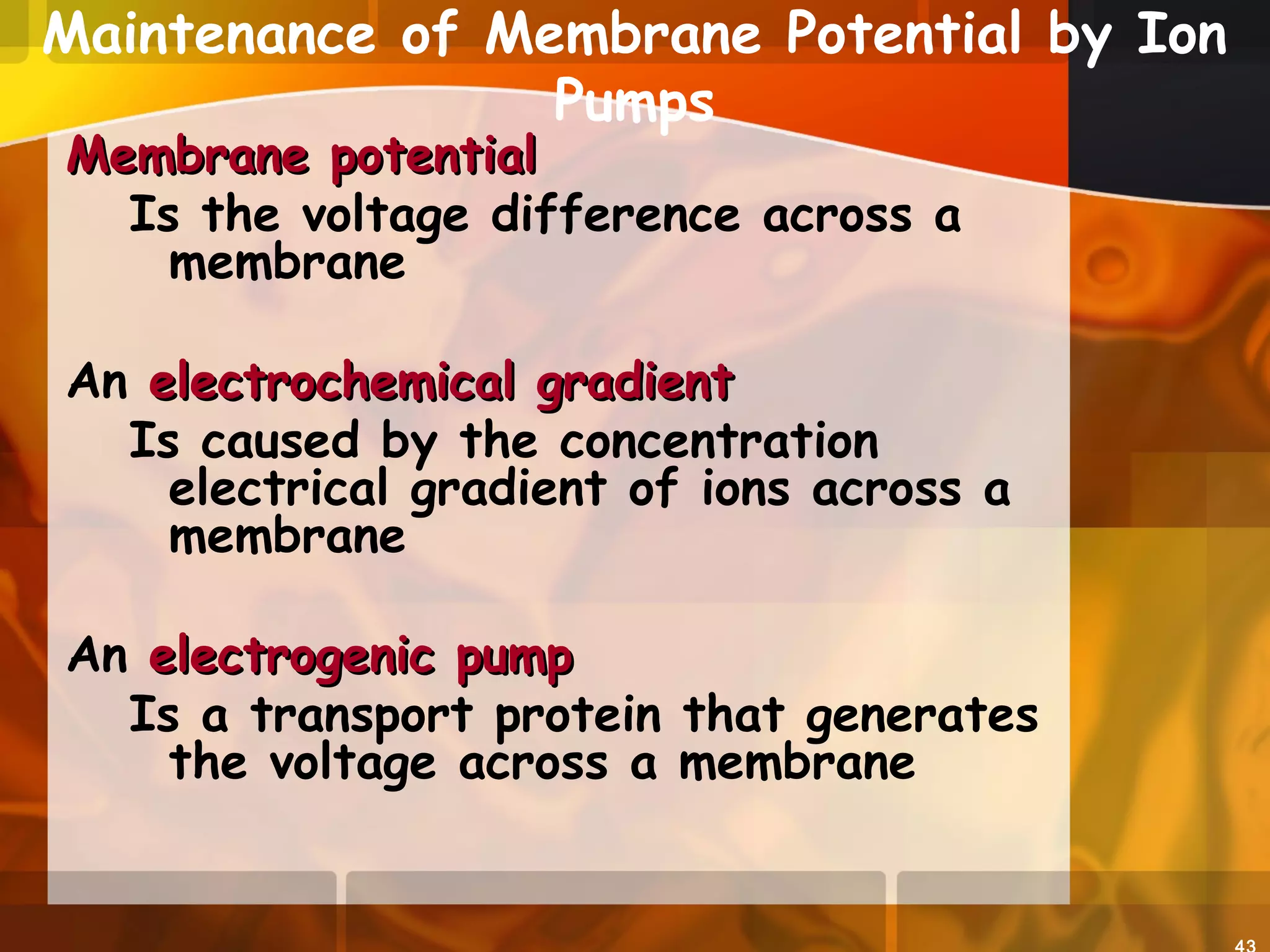 Maintenance of Membrane Potential by Ion
Pumps
Membrane potentialMembrane potential
Is the voltage difference across a
membrane
An electrochemical gradientelectrochemical gradient
Is caused by the concentration
electrical gradient of ions across a
membrane
An electrogenic pumpelectrogenic pump
Is a transport protein that generates
the voltage across a membrane
 
