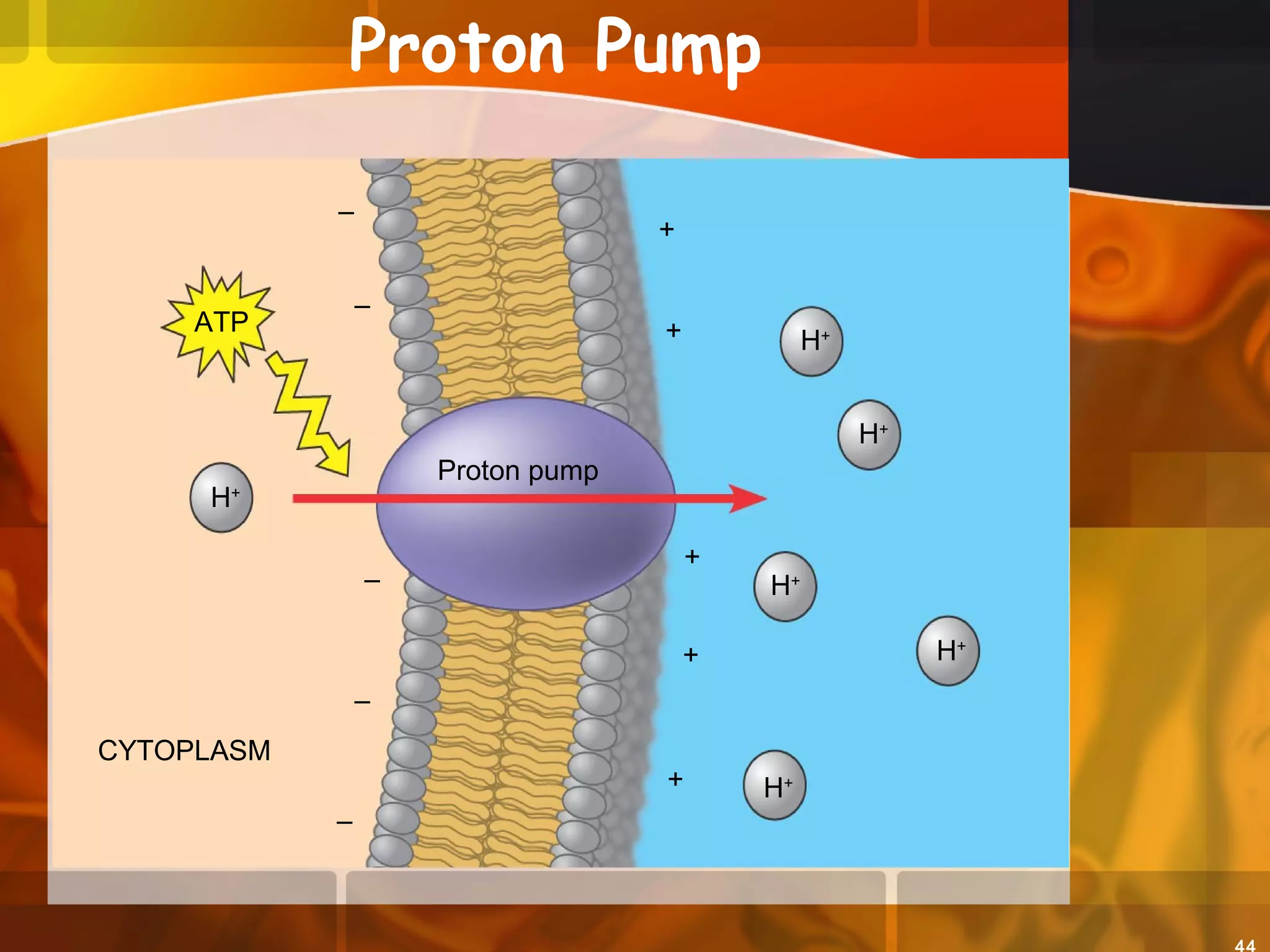 Proton Pump
EXTRACELLULAR
FLUID
+
H+
H+
H+
H+
H+
H+
Proton pump
ATP
CYTOPLASM
+
+
+
+
–
–
–
–
–
+
 