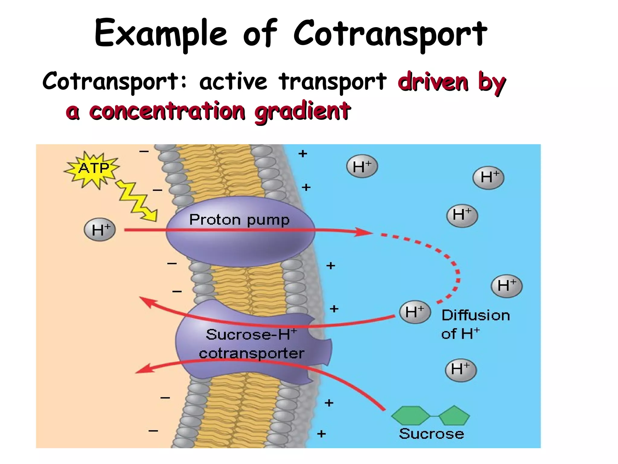 Example of Cotransport
Cotransport: active transport driven bydriven by
a concentration gradienta concentration gradient
 