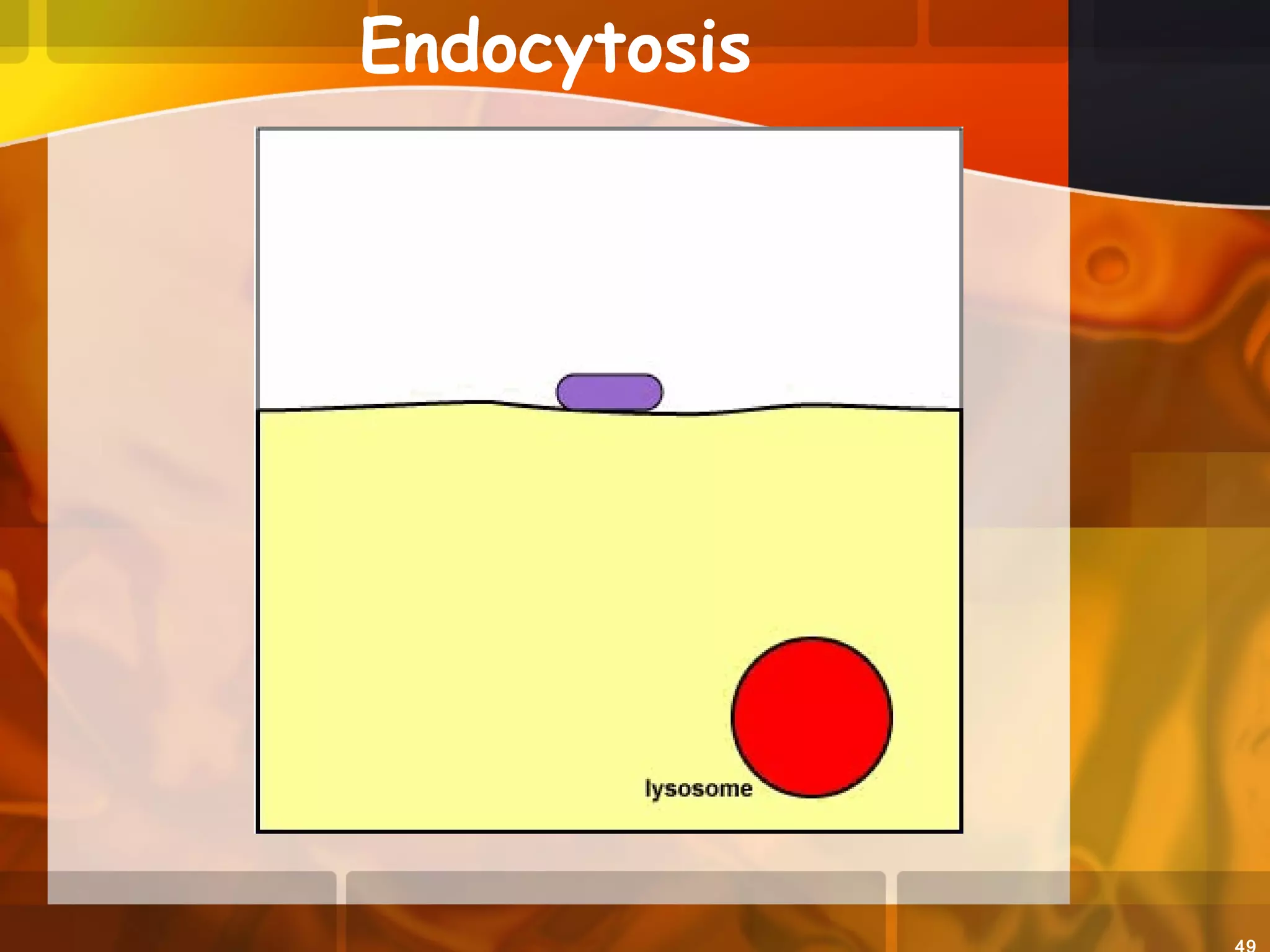 Endocytosis
 