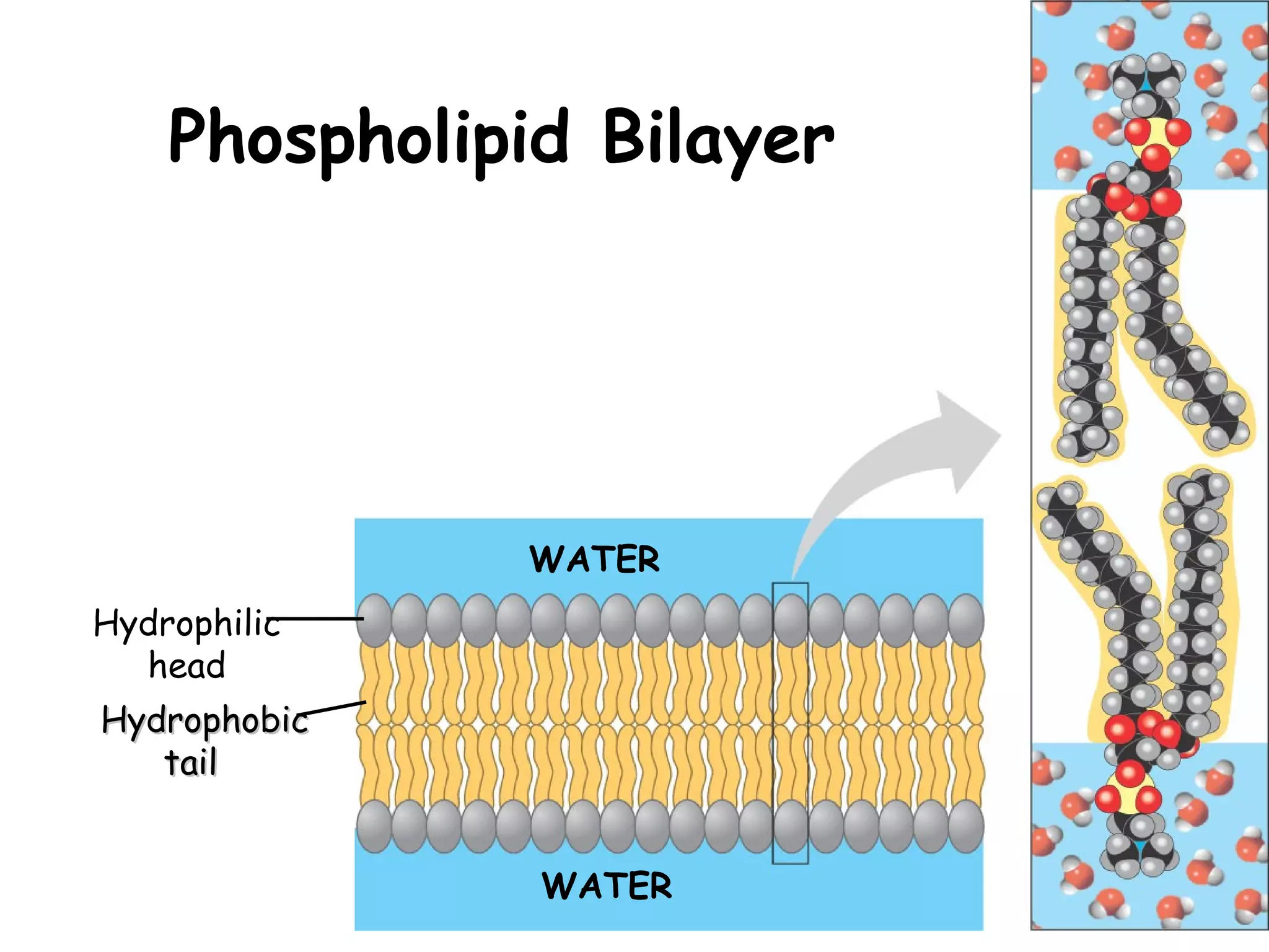 Hydrophilic
head
HydrophobicHydrophobic
tailtail
WATER
WATER
Phospholipid Bilayer
 