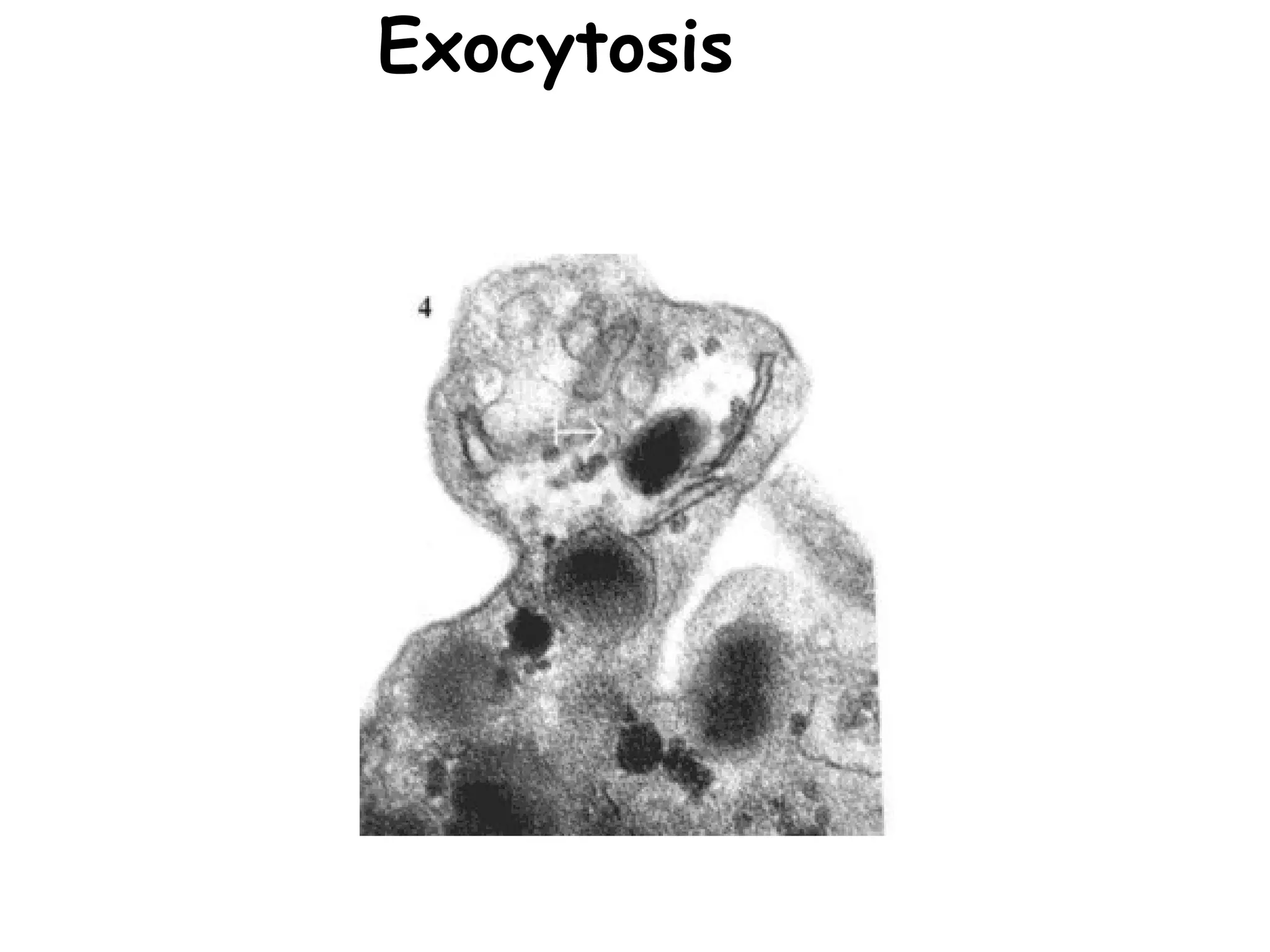 Exocytosis
 