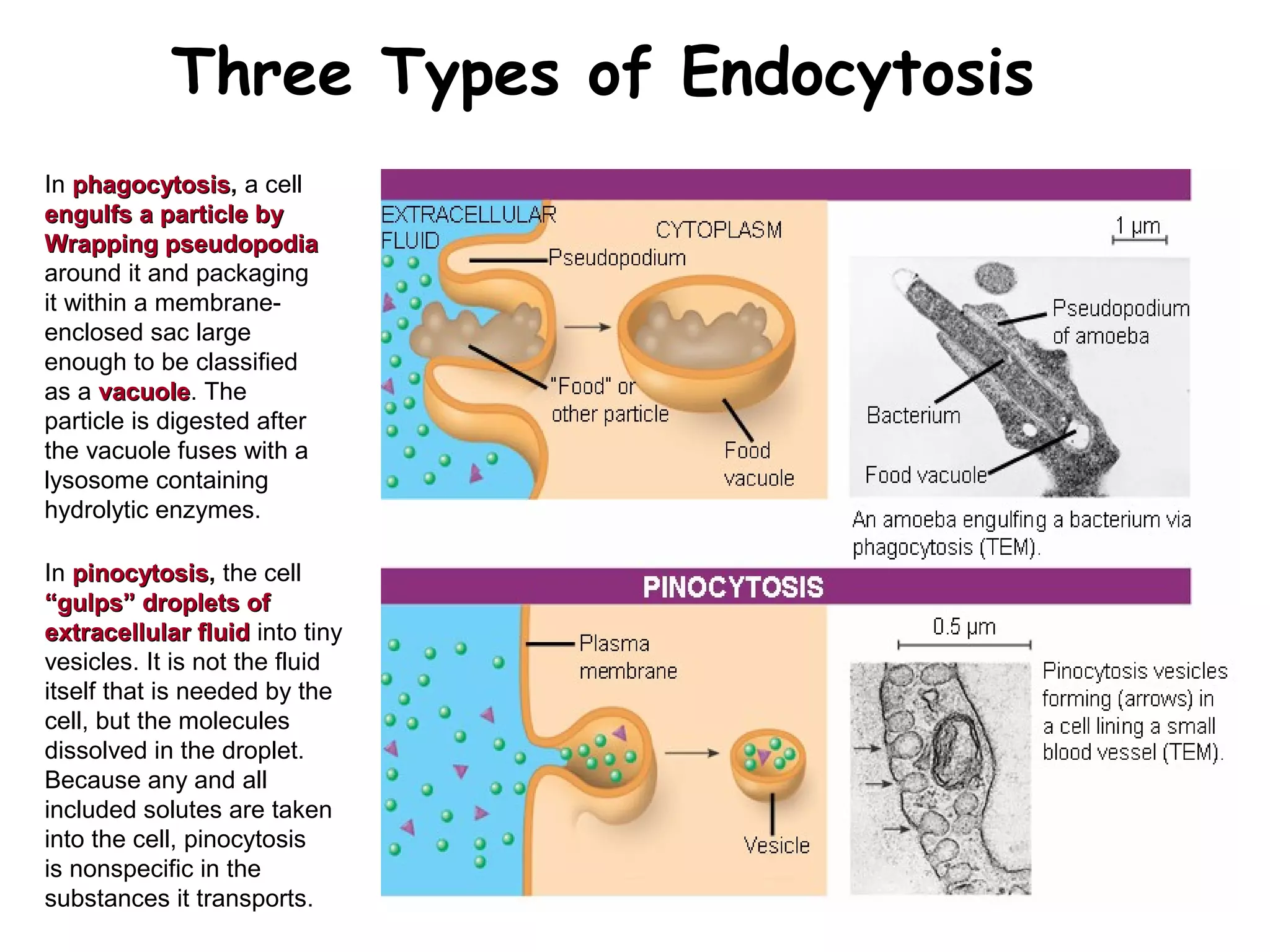 In phagocytosisphagocytosis, a cell
engulfs a particle byengulfs a particle by
Wrapping pseudopodiaWrapping pseudopodia
around it and packaging
it within a membrane-
enclosed sac large
enough to be classified
as a vacuolevacuole. The
particle is digested after
the vacuole fuses with a
lysosome containing
hydrolytic enzymes.
Three Types of Endocytosis
PHAGOCYTOSIS
In pinocytosispinocytosis, the cell
““gulps” droplets ofgulps” droplets of
extracellular fluidextracellular fluid into tiny
vesicles. It is not the fluid
itself that is needed by the
cell, but the molecules
dissolved in the droplet.
Because any and all
included solutes are taken
into the cell, pinocytosis
is nonspecific in the
substances it transports.
 