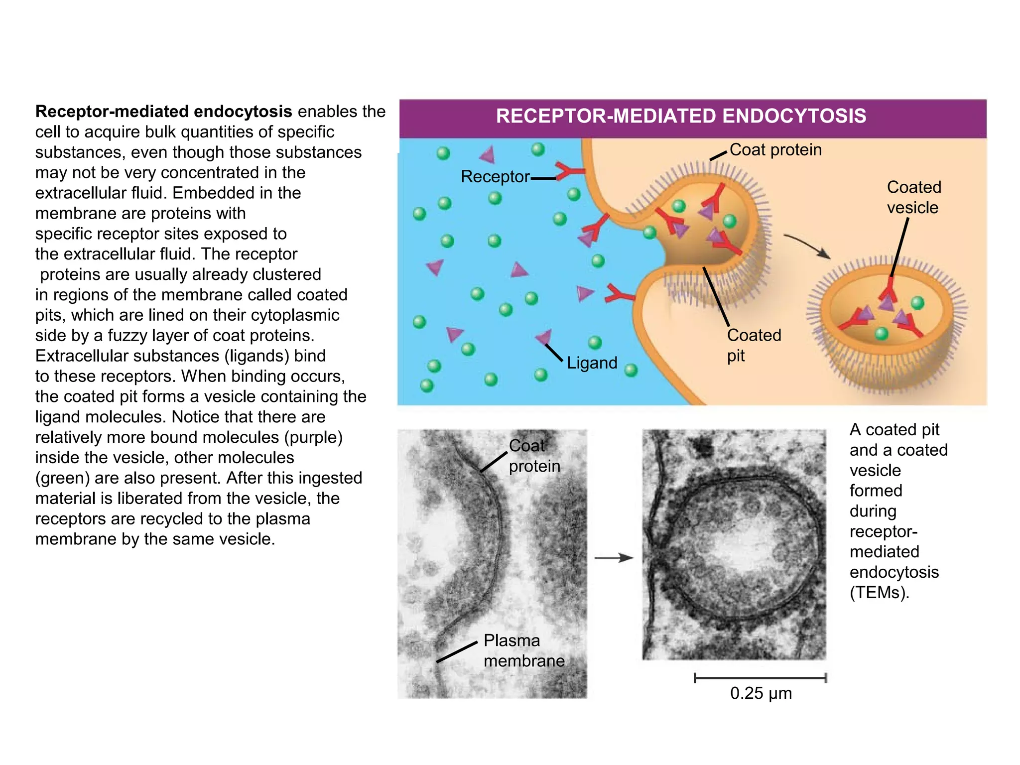 0.25 µm
RECEPTOR-MEDIATED ENDOCYTOSIS
Receptor
Ligand
Coat protein
Coated
pit
Coated
vesicle
A coated pit
and a coated
vesicle
formed
during
receptor-
mediated
endocytosis
(TEMs).
Plasma
membrane
Coat
protein
Receptor-mediated endocytosis enables the
cell to acquire bulk quantities of specific
substances, even though those substances
may not be very concentrated in the
extracellular fluid. Embedded in the
membrane are proteins with
specific receptor sites exposed to
the extracellular fluid. The receptor
proteins are usually already clustered
in regions of the membrane called coated
pits, which are lined on their cytoplasmic
side by a fuzzy layer of coat proteins.
Extracellular substances (ligands) bind
to these receptors. When binding occurs,
the coated pit forms a vesicle containing the
ligand molecules. Notice that there are
relatively more bound molecules (purple)
inside the vesicle, other molecules
(green) are also present. After this ingested
material is liberated from the vesicle, the
receptors are recycled to the plasma
membrane by the same vesicle.
 