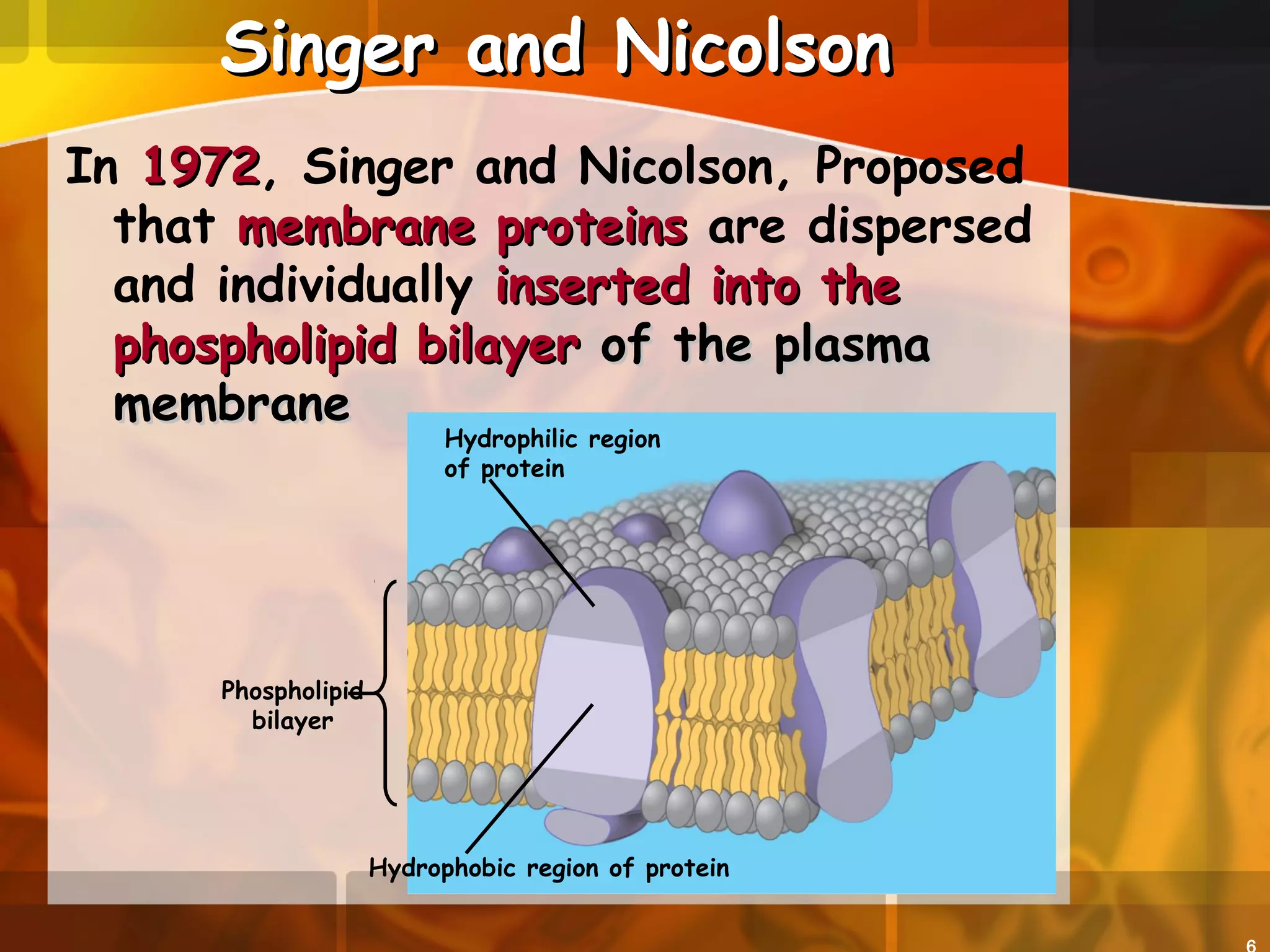 Singer and NicolsonSinger and Nicolson
In 19721972, Singer and Nicolson, Proposed
that membrane proteinsmembrane proteins are dispersed
and individually inserted into theinserted into the
phospholipid bilayerphospholipid bilayer of the plasmaof the plasma
membranemembrane
Phospholipid
bilayer
Hydrophilic region
of protein
Hydrophobic region of protein
 