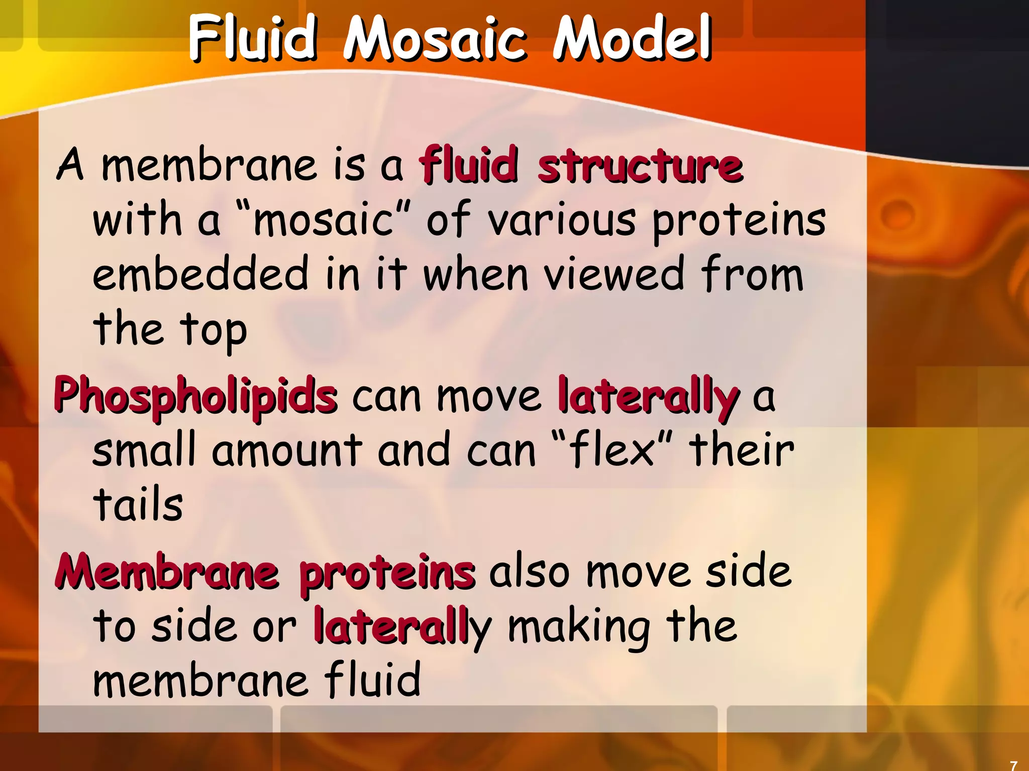 Fluid Mosaic ModelFluid Mosaic Model
A membrane is a fluid structurefluid structure
with a “mosaic” of various proteins
embedded in it when viewed from
the top
PhospholipidsPhospholipids can move laterallylaterally a
small amount and can “flex” their
tails
Membrane proteinsMembrane proteins also move side
to side or lateralllaterally making the
membrane fluid
 