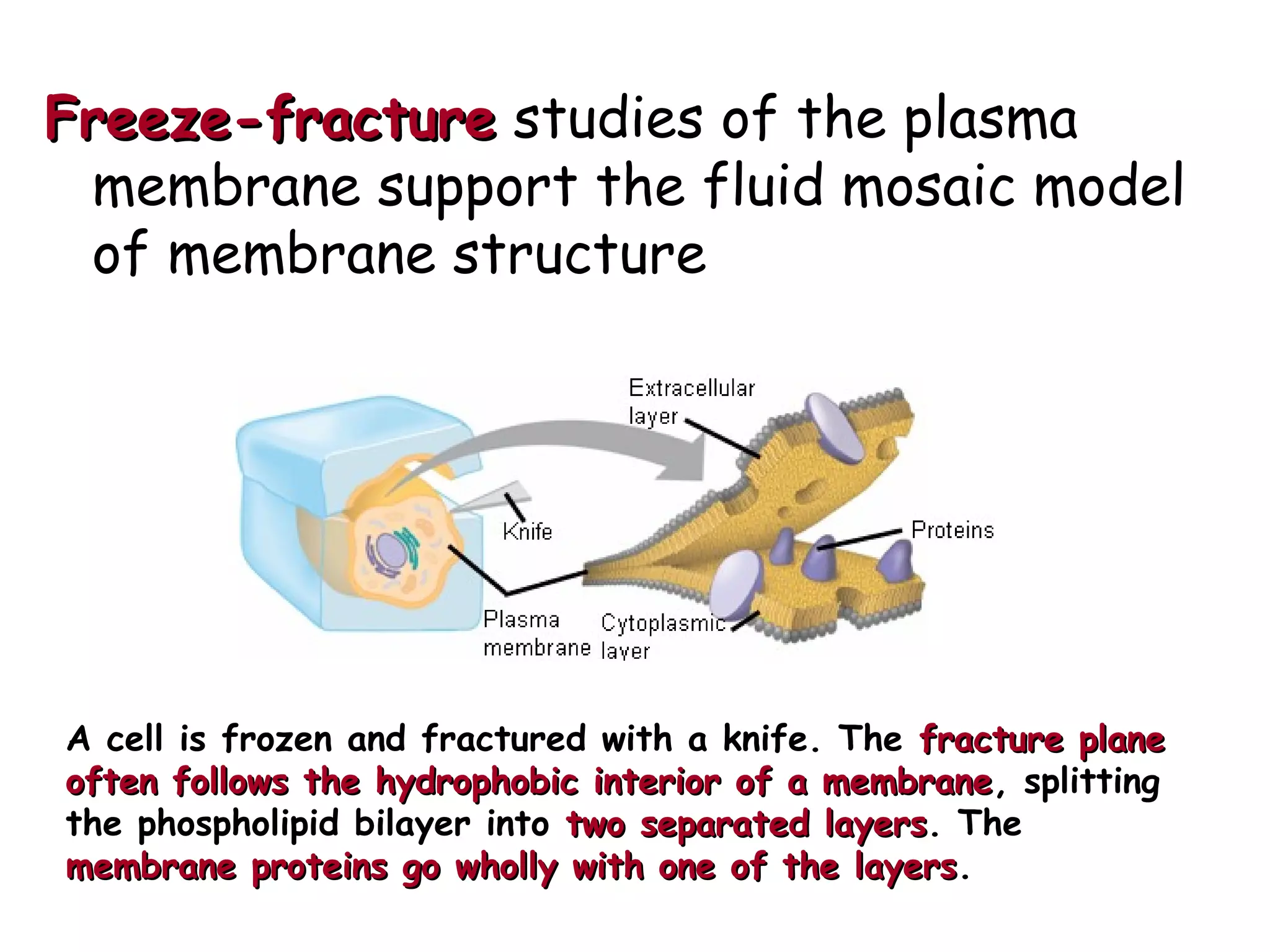 Freeze-fractureFreeze-fracture studies of the plasma
membrane support the fluid mosaic model
of membrane structure
A cell is frozen and fractured with a knife. The fracture planefracture plane
often follows the hydrophobic interior of a membraneoften follows the hydrophobic interior of a membrane, splitting
the phospholipid bilayer into two separated layerstwo separated layers. The
membrane proteins go wholly with one of the layersmembrane proteins go wholly with one of the layers.
 