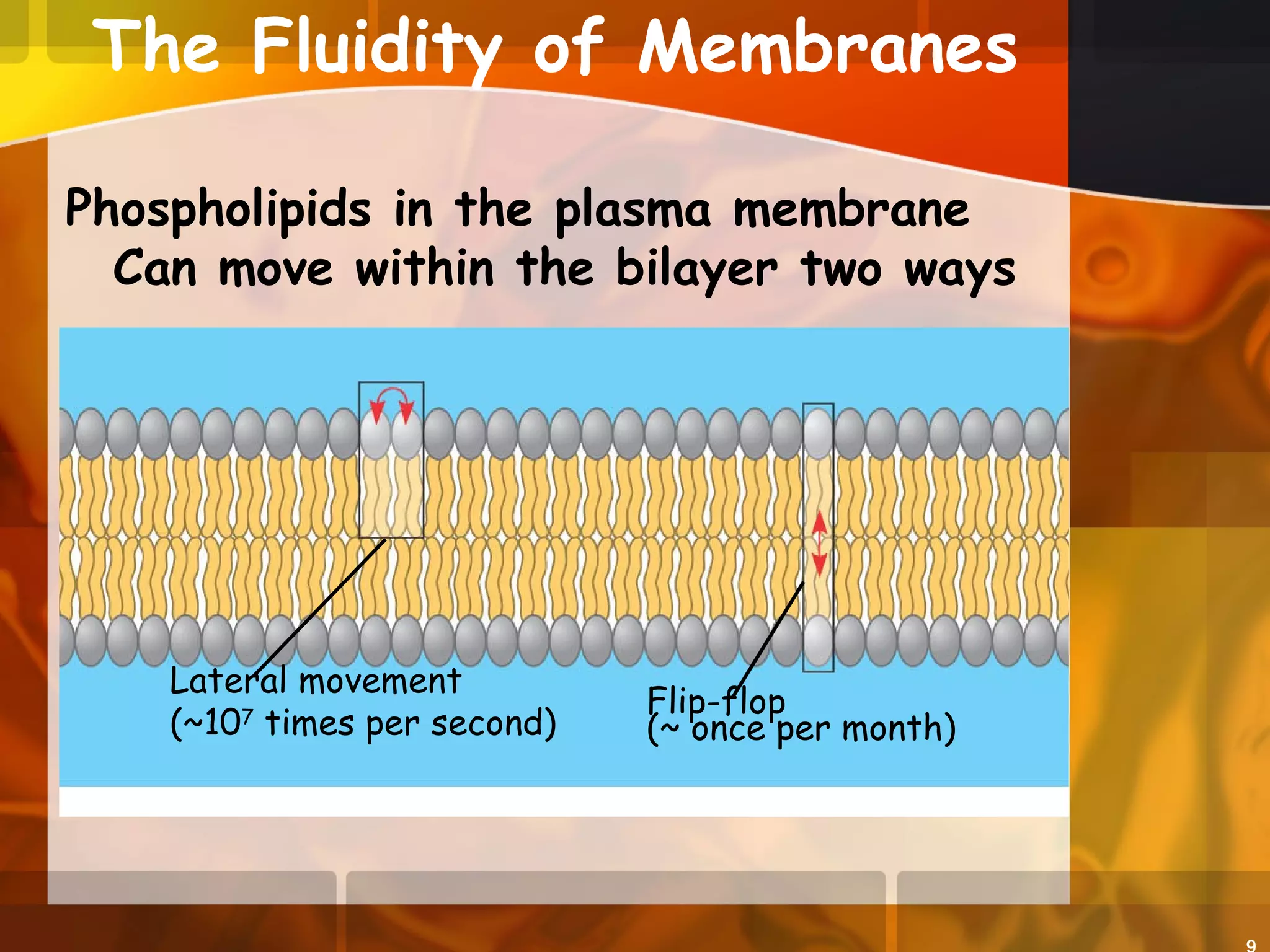 The Fluidity of Membranes
Phospholipids in the plasma membrane
Can move within the bilayer two ways
Lateral movement
(~107
times per second)
Flip-flop
(~ once per month)
 