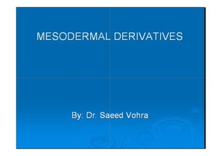  mesoderm derivatives 