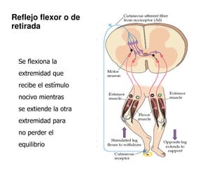 Reflejo flexor o de 
retirada 
Se flexiona la 
extremidad que 
recibe el estímulo 
nocivo mientras 
se extiende la otra 
e...