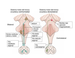 Sistema motor del tronco 
encefálico ventromedial 
Sistema motor del tronco 
encefálico dorsolateral 
tectum 
Formación 
r...