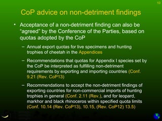 10
CoP advice on non-detriment findings
• Acceptance of a non-detriment finding can also be
“agreed” by the Conference of the Parties, based on
quotas adopted by the CoP
– Annual export quotas for live specimens and hunting
trophies of cheetah in the Appendices
– Recommendations that quotas for Appendix I species set by
the CoP be interpreted as fulfilling non-detriment
requirements by exporting and importing countries (Conf.
9.21 (Rev. CoP13)
– Recommendations to accept the non-detriment findings of
exporting countries for non-commercial imports of hunting
trophies in general (Conf. 2.11 (Rev.), and for leopard,
markhor and black rhinoceros within specified quota limits
(Conf. 10.14 (Rev. CoP13), 10.15, (Rev. CoP12) 13.5)
 