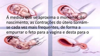 Á medida que se aproxima o momento do
nascimento, as contrações do útero tornamse cada vez mais frequentes, de forma a
empurrar o feto para a vagina e desta para o
extrior.

 