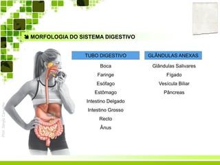 Prof.SérgioCarvalho
 MORFOLOGIA DO SISTEMA DIGESTIVO
TUBO DIGESTIVO
Boca
Faringe
Esófago
Estômago
Intestino Delgado
Intestino Grosso
Recto
Ânus
GLÂNDULAS ANEXAS
Glândulas Salivares
Fígado
Vesícula Biliar
Pâncreas
 