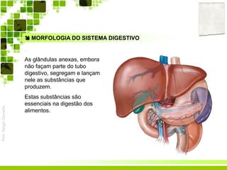Prof.SérgioCarvalho
 MORFOLOGIA DO SISTEMA DIGESTIVO
As glândulas anexas, embora
não façam parte do tubo
digestivo, segregam e lançam
nele as substâncias que
produzem.
Estas substâncias são
essenciais na digestão dos
alimentos.
 