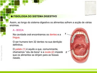Prof.SérgioCarvalho
 FISIOLOGIA DO SISTEMA DIGESTIVO
Assim, ao longo do sistema digestivo os alimentos sofrem a acção de várias
enzimas.
A - BOCA:
Na cavidade oral encontramos os dentes e a
língua.
O ser humano tem 32 dentes na sua dentição
definitiva.
O palato (1) é aquilo a que, comummente,
chamamos “céu da boca” e a úvula (2) impede
que os alimentos se dirijam para as fossas
nasais.
1
2
 
