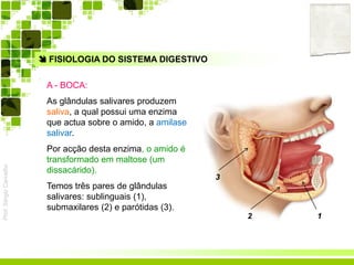 Prof.SérgioCarvalho
 FISIOLOGIA DO SISTEMA DIGESTIVO
A - BOCA:
As glândulas salivares produzem
saliva, a qual possui uma enzima
que actua sobre o amido, a amilase
salivar.
Por acção desta enzima, o amido é
transformado em maltose (um
dissacárido).
Temos três pares de glândulas
salivares: sublinguais (1),
submaxilares (2) e parótidas (3).
12
3
 